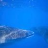 Where do whale sharks mate? The search to learn where the magic happens for the world's biggest fish