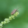 Neuer c’t Fotografie-Wettbewerb: Käfer und Insekten ins richtige Licht setzen