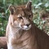 Ist es ein Puma?: Polizei sucht in Sachsen-Anhalt nach einer Großkatze – Bevölkerung gewarnt