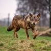 Wolf die hardloper op Hoge Veluwe beet nog niet gedood, rechter wil meer tijd