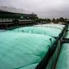 Tennis: Erster Regen in Wimbledon: Start verzögert