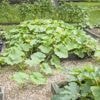 Cinq gestes indispensables pour planter vos courges au jardin