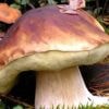 Quiz. Savez-vous reconnaître les champignons ?