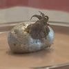 Twisted truth about mysterious tentacled beast emerging from 'meteorite'
