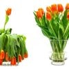 Floristen-Trick: Diese Hausmittel geben Tulpen den Frische-Kick