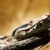 Val-d’Oise : un habitant tombe sur un serpent abandonné dans la cage d’escalier de son immeuble