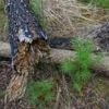 Wetter: Niedrige Waldbrandgefahr in Brandenburg