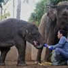 Tuesday is World Elephant Day. 5 things to know about the world's largest land mammal