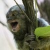 Des singes de laboratoire dans la nature après une intrusion dans un centre de recherche près de Strasbourg