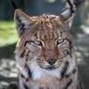Lynx could be first UK zoo-born cat freed into the wild