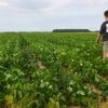 Boerenfamilie zit met 100.000 kilo bonen en vraagt hulp: ‘Kom plukken, want weggooien is zonde’
