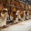 Un projet de centre d’engraissement de 2 000 bovins autorisé par le préfet de la Haute-Vienne