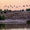 Fliegen und rasten: Kranichsaison in Brandenburg beginnt – 15.000 Tiere erwartet