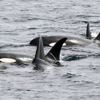 Un voilier français attaqué par des orques au large du Pays basque espagnol, un incident rare