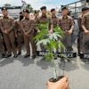 Thailand vows to tighten control on cannabis after smuggling cases involving tourists soar