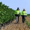 « Un secteur concurrentiel à réguler » : pourquoi les vignes sont sous la surveillance des douanes