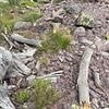 Simple dog walk snap hides hidden predators - can you spot FOUR snakes in photo in under 30 seconds?