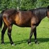 Paarden uit Limburgs weiland gestolen: 'Ik hoop niet dat ze gebruikt wordt om te fokken'