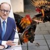 Politie onderschept 21 hanen bestemd voor illegale gevechten in Limburg: “Dieren zijn er niet om als gladiatoren te sterven”