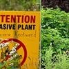 Do YOU live in a Japanese knotweed hotspot? Here's how to spot and get rid of it