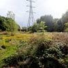 Man in his 30s is arrested after Sikh woman 'is raped in a racially motivated attack'