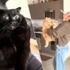 KIJK. Opgelet kattenbaasjes: nieuwe TikTok-trend kan je kat traumatiseren