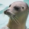 Injured seals get care and sanctuary at a new center in the Netherlands