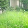 Rasenpflege im Sommer: Grün statt Gelb