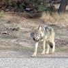 ‘Probleem­wolf’ op Veluwe moet dood, dierenbe­scher­mers naar de rechter