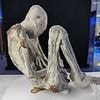 Experts studying 'alien mummies' in Peru make startling find 'that proves they're real'