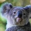 Australia approves world-first vaccine to save koalas from chlamydia
