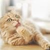 Eight out of 10 ginger cats are male - and scientists have finally found out why