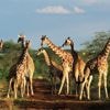 Van één naar vier giraffensoorten: wetenschappers delen giraffen opnieuw in en dat heeft grote gevolgen voor het natuurbehoud
