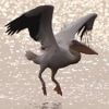 Pelikaan ontsnapt uit vogelpark Avifauna, maar vliegt uit zichzelf weer terug