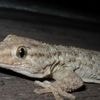 Qui sont les geckos, ces petits reptiles de plus en plus nombreux en Touraine ?