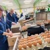 Les Français n’ont jamais mangé autant d’œufs, les professionnels tentent de répondre à la demande