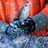 Fischerei: Deutschen Ostseefischern droht Hering-Fangverbot