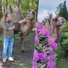 Kameel Betty, bekend van ‘Don’t worry be happy’, overleden: “Het ene moment stond ze nog rustig te grazen en plots...”