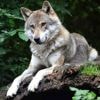 « Entre chien et loup » : d’où vient cette expression ?