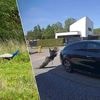 Loslopende pauw valt auto aan in Oelegem: “Tja, hij ziet zijn reflectie en denkt dat er een concurrent in het spel is”