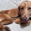 Dog back home after 100-mile trip and island swim