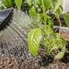 Dünger aus der Küche: Diese Reste stärken Ihre Zimmer- und Gartenpflanzen