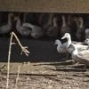 Grippe aviaire : le risque de propagation croissant pour l’homme, selon un rapport