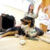 Therapeut auf vier Pfoten: Hund Mogli unterstützt die Geriatrie am Bergmann-Klinikum in Potsdam