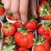 Umfrage: Die Erdbeere ist Deutschlands Lieblingsfrucht