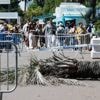 Palmboom valt op Japanse filmproducent tijdens filmfestival in Cannes