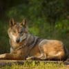 NU+ | Doden van twee wolven kan draagvlak voor andere wolven juist vergroten