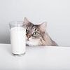 Expert reveals why you should NEVER feed your cat milk - even though they love it