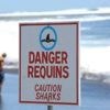 Polynésie : un enfant de sept ans gravement mordu par un requin
