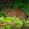 Video shows 'very chill' wild beaver after 400-year absence